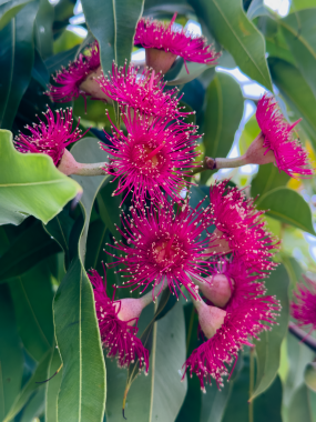 Kırmızı sakız ağacı çiçekleri ve yeşil yapraklar, Queensland, Avustralya
