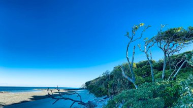 Arkasında deniz olan güzel bir mercan sahili manzarası, Lady Musgrave Adası, Great Barrier Reef, Queensland, Avustralya