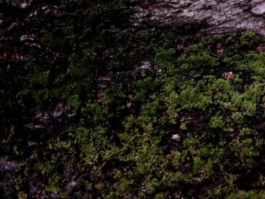 Yakın plan Tekstur Kayu Gelap dengan Alur Dalam