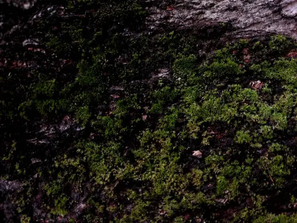 Yakın plan Tekstur Kayu Gelap dengan Alur Dalam