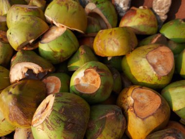 Kelapa dikenal karena kegunaanya yang sangat beragam, mulai dari makanan meningga kosmetik.