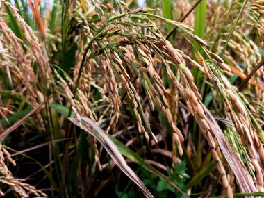 Paddy 'nin kulağına pirinç tohumları yakın plan. Sonbahar çeltik tarlasında yetişen pirinç altın kulağı, pirinç bitkisi arka planda Paddy pilavı