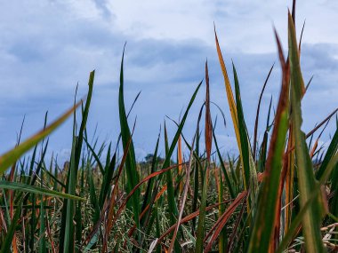 Paddy 'nin kulağına pirinç tohumları yakın plan. Sonbahar çeltik tarlasında yetişen pirinç altın kulağı, pirinç bitkisi arka planda Paddy pilavı