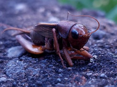 Bir ev cırcırböceğinin başı, acheta domestica