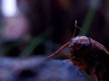 Bir ev cırcırböceğinin başı, acheta domestica