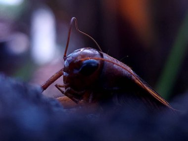 Bir ev cırcırböceğinin başı, acheta domestica