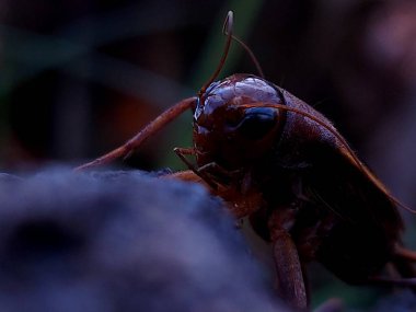 Bir ev cırcırböceğinin başı, acheta domestica