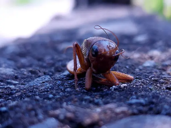 Bir ev cırcırböceğinin başı, acheta domestica