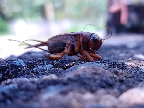 Bir ev cırcırböceğinin başı, acheta domestica