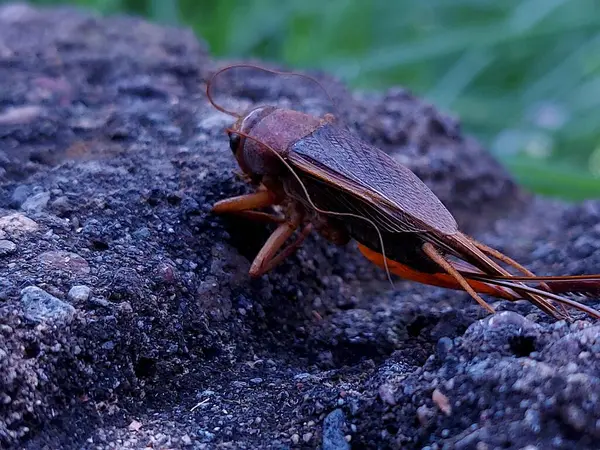 Bir ev cırcırböceğinin başı, acheta domestica