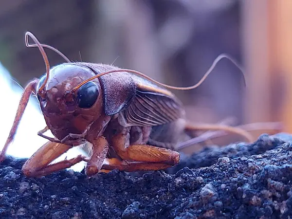 Bir ev cırcırböceğinin başı, acheta domestica