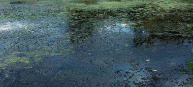 Su çiçekleri ve çiçek açmamış göller. Gölde çok güzel sualtı balıkları var. Gökyüzü ve su bitkileri suya yansıyor. Rahatlatıcı ve huzurlu bir atmosfer..