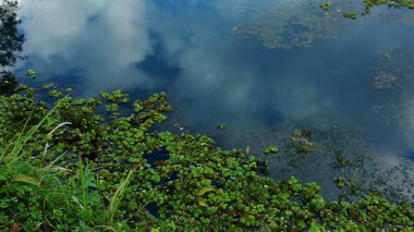 Su çiçekleri ve çiçek açmamış göller. Gölde çok güzel sualtı balıkları var. Gökyüzü ve su bitkileri suya yansıyor. Rahatlatıcı ve huzurlu bir atmosfer..