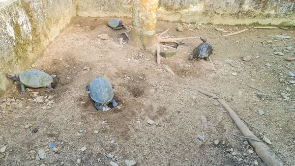 stock image Turtles or tortoise digging in the sand to lay eggs in Kek Lok Si Temple Malaysia