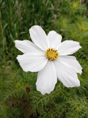 Mevsimlik bir çiçeğin güzel manzarası..