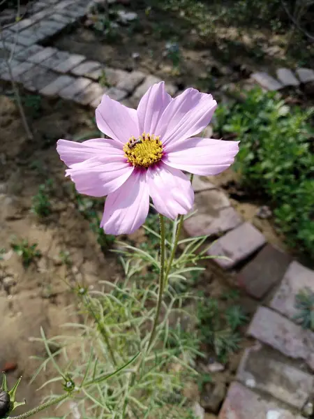 Bu güzel bir bahar çiçeği manzarası..