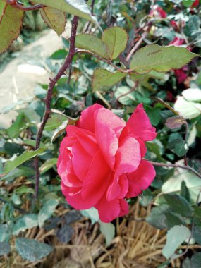 Çok güzel görünen bir gül çiçeğinin sevimli, çekici ve büyüleyici manzarası..