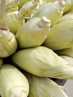 Bu mısır koçanı resmi..