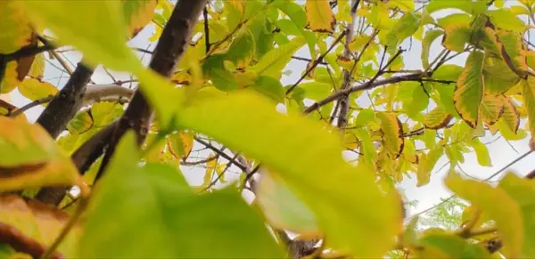 Güzel ağaç yaprakları manzarası.