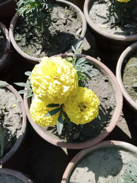 Bu sarı kadife çiçeği resmi..