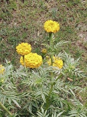 Bu sarı kadife çiçeği resmi..