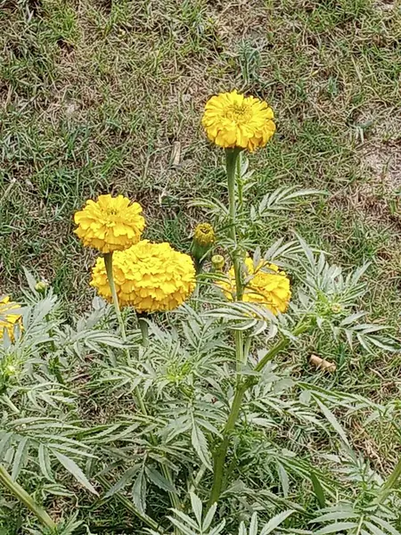Bu sarı kadife çiçeği resmi..
