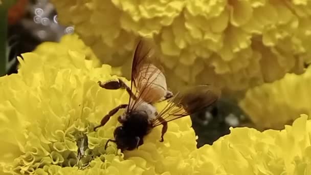 Videoda Bir Bal Arısı Süzülüyor Sarı Kadife Çiçeğinden Nektar Emiyor — Stok video