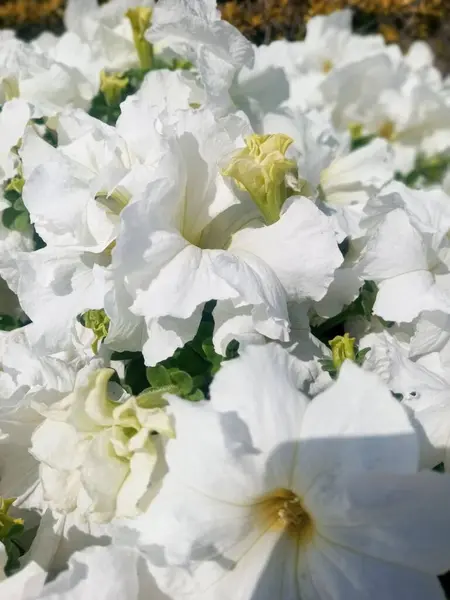 This is a pic of beautiful white Poppy flowers.
