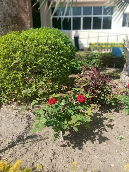 This is a pic of beautiful rose plant outside a building.