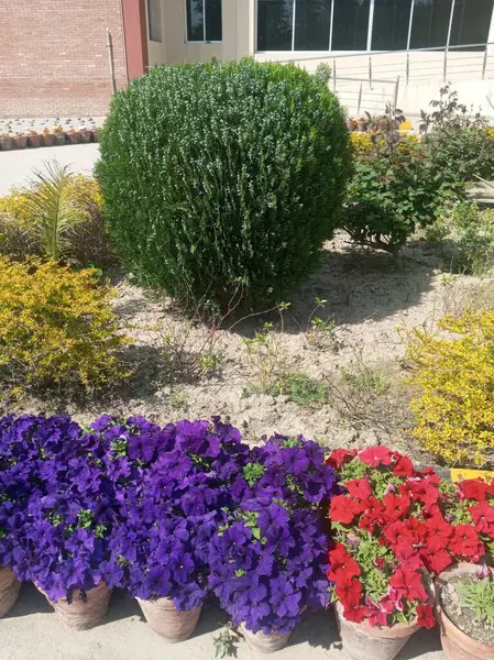 Bu güzel ve renkli bir gelincik çiçeği resmi..