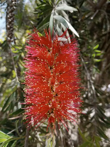 Bu güzel bir şişe fırçası, Melaleuca Citrina..