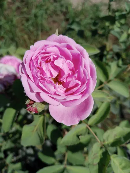 Bu pembe gülün güzel bir resmi..