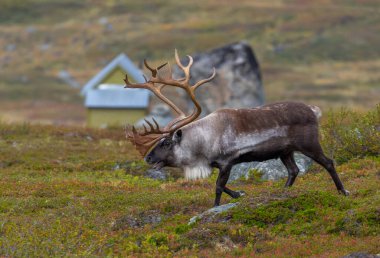 A strong reindeer with majestic antlers strides through a mossy tundra landscape, its thick fur blending with autumn colors, while a small mountain cabin and rocky hills rest quietly in the background.