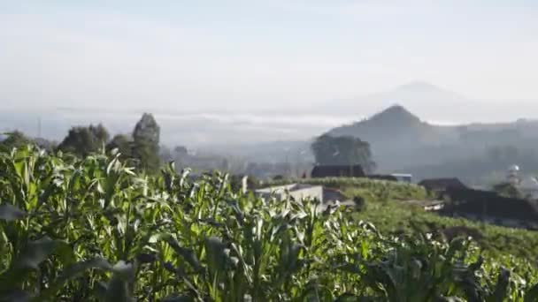 Plantas Milho Jovens Crescem Abundantemente Nas Encostas Das Montanhas Aldeia — Vídeo de Stock