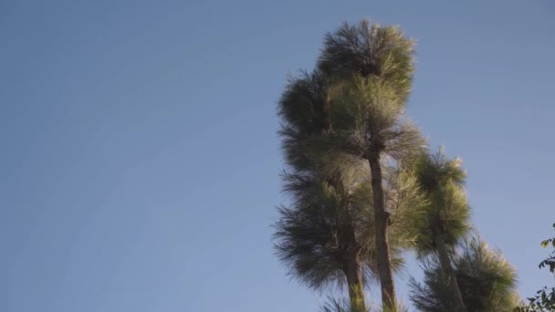 云杉的枝条在蓝天背景的风中摇曳着 松木上的一个锥子和蓝云杉上的树脂 — 图库视频影像