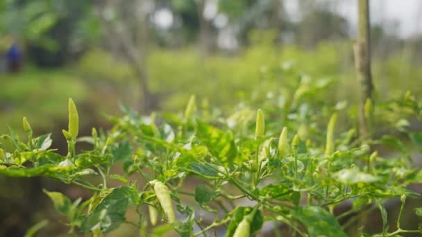 Fresh Green Chili Plants Morning — Stock Video