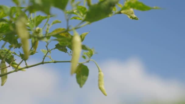 Selektywne Skupienie Się Bujnych Zielonych Chili Rosnących Drzewie Kołyszących Się — Wideo stockowe