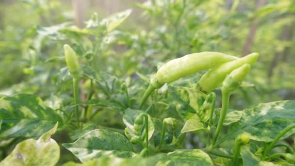 Рослини Зеленого Чилі Ростуть Свіжими Сонячний Ранок Свіжі Здорові Овочі — стокове відео