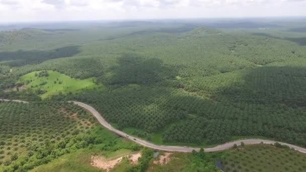 Krajobraz Lotu Ptaka Plantacji Zielonego Bujnego Oleju Palmowego Wyspie Borneo — Wideo stockowe