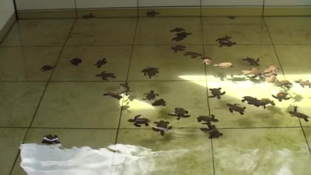 Újszülött Teknősök Úszás Víztartályban Óceán Víz Teknős Farm Kalimantan — Stock videók