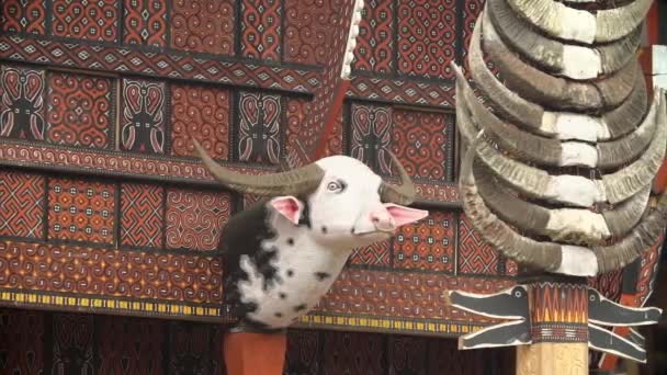 Toraja Indonesien Oktober 2019 Statyer Buffel Huvuden Och Horn Prydligt — Stockvideo