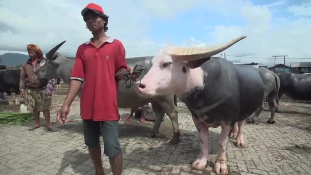 Toraja Indonesia October 2019 Buffaloes Owners Animal Market Bölény Nagy — Stock videók