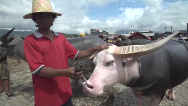 Toraja Indonésie Října2019 Buvoli Velkými Rohy Budou Prodávat Trhu Zvířaty — Stock video