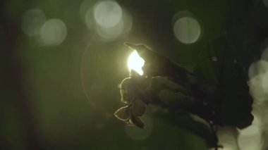 Güneş yeşil yaprakların arasından parlıyor. Güzel yuvarlak bokeh.