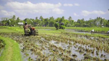 Çiftçiler pirinç tarlasını el traktörüyle sürüyorlar. Islak pirinç tarlasında motorlu sabanla çalışmak