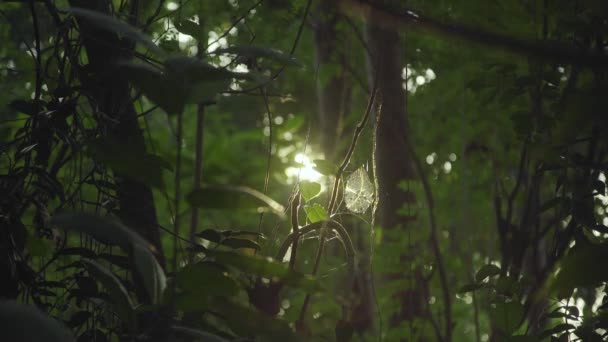 Sun Shining Branches Tree Jungle Rack Focus Sunlight Lens Flares — Stock Video