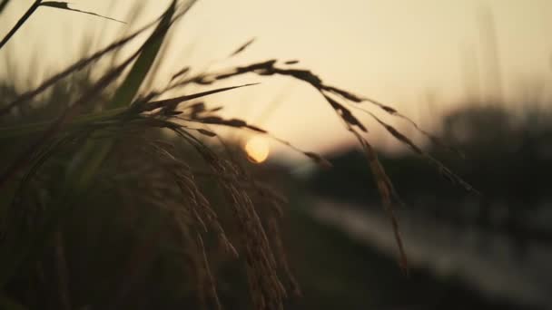 落日背景下的风中密闭稻谷 — 图库视频影像