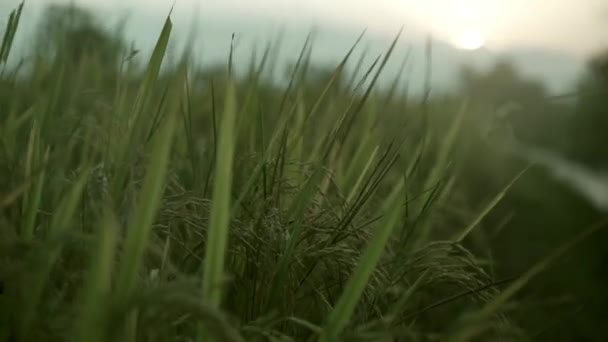 Rijst Het Platteland Boerderij Herfst Oogstseizoen Voor Zonsondergang — Stockvideo