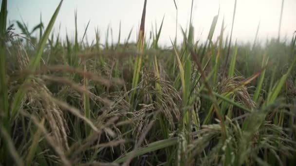 Riz Dans Ferme Rurale Saison Des Récoltes Automne Oreille Riz — Video