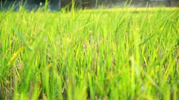 Gros Plan Sur Herbe Verte Herbe Balançant Dans Vent Est — Video